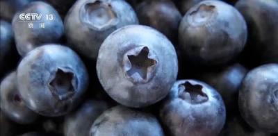 连吃两天确诊胃石症 这种浆果别贪多