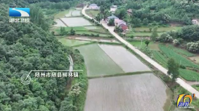迎战强降雨 | 扶秧苗 排积水 抢烘干 湖北多地展开田间生产自救