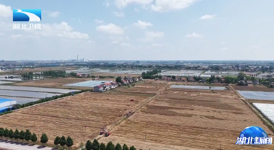 全省小麦收获近九成 湖北“抢晴战雨”护夏粮颗粒归仓