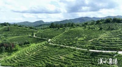 “苦”尽“甘”来！新农人的一杯“茶咖”带火一个村
