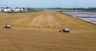 麦收时节遇降雨 影响范围有多大？专家解读