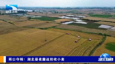 雨口夺粮！湖北昼夜鏖战抢收小麦