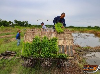 荆州区阴湘城村抢查水稻：稻香绵延六千年  