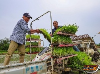荆州区阴湘城村抢查水稻：稻香绵延六千年  