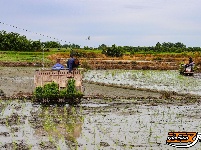 荆州区阴湘城村抢查水稻：稻香绵延六千年  