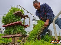 荆州区阴湘城村抢查水稻：稻香绵延六千年  