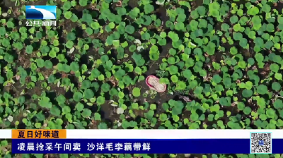 凌晨抢采午间卖 沙洋毛李藕带鲜