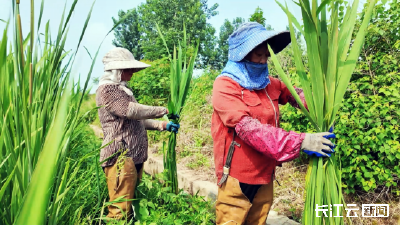 孝昌：茭白丰收采收忙 特色种植助农增收
