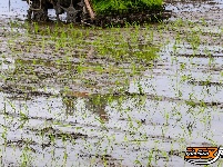 荆州区阴湘城村抢查水稻：稻香绵延六千年  