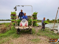 荆州区阴湘城村抢查水稻：稻香绵延六千年  