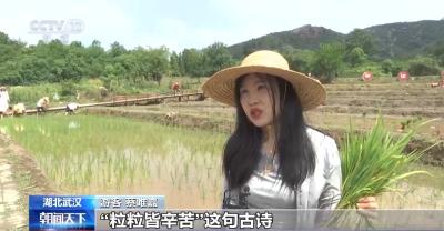 插秧、捉鸭、包粽子 湖北武汉古村端午趣味十足
