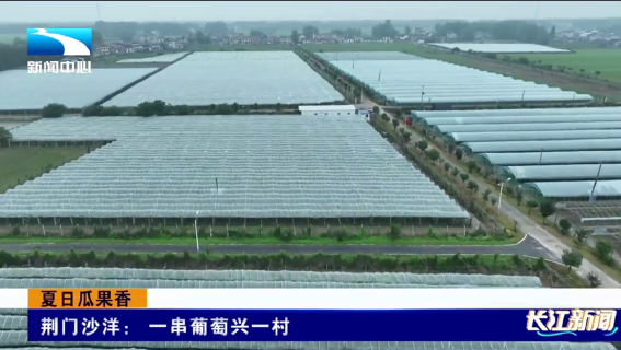 荆门沙洋： 一串葡萄兴一村 