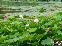 【图集】明月公园荷花竞相绽放 绘就夏日生态画卷