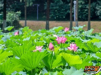 【图集】明月公园荷花竞相绽放 绘就夏日生态画卷
