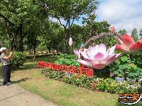 【图集】明月公园荷花竞相绽放 绘就夏日生态画卷
