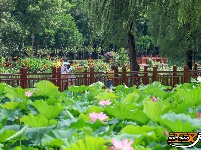 【图集】明月公园荷花竞相绽放 绘就夏日生态画卷