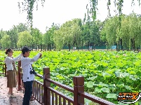 【图集】明月公园荷花竞相绽放 绘就夏日生态画卷
