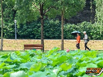 【图集】明月公园荷花竞相绽放 绘就夏日生态画卷