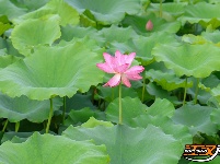 【图集】明月公园荷花竞相绽放 绘就夏日生态画卷