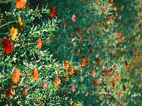 图集 | 湖北枝江：一路繁花，扮靓城市街巷