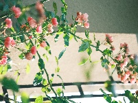 图集 | 湖北枝江：一路繁花，扮靓城市街巷