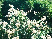 图集 | 湖北枝江：一路繁花，扮靓城市街巷
