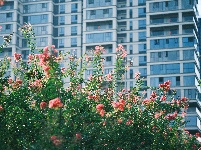 图集 | 湖北枝江：一路繁花，扮靓城市街巷