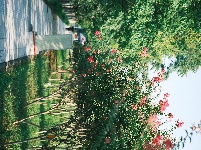 图集 | 湖北枝江：一路繁花，扮靓城市街巷