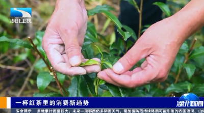长江观察 | 一杯红茶里的消费新趋势