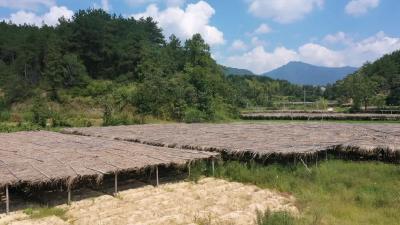 罗田县天麻代料栽培技术试验成果显著 亩产天麻10880斤