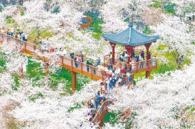 湖北赏花经济常开常艳 春日“颜值”变“产值”