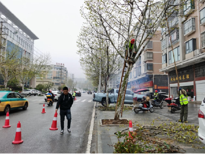 罗田县园林绿化服务中心：春季修剪忙  树木换“新妆” 
