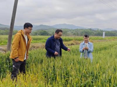 快讯 | 农业农村局到白庙河大河岸等地开展小麦赤霉病防控工作