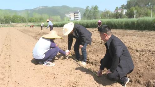 县农业农村局：开展花生病害抗性试验 促进油料作物高产