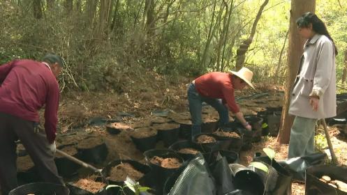 罗田县优化区域布局和品种结构 探索中药材“生态产业化、产业生态化”发展路径