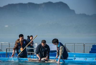 从休养生息到生生不息——长江禁渔五年观察