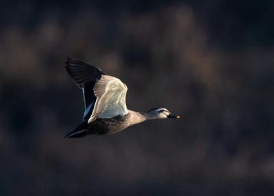 人民日报 | 匡 彬：再守一天湖