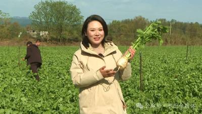 黄冈罗田：小萝卜“撬动”乡村振兴大产业
