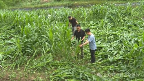 县农业农村局到乡镇开展农作物受灾巡查工作