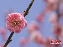 春暖花开