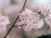 万亩野樱竞相开 繁花似锦映天台
