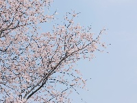 紅安天臺山萬畝野櫻花盛開