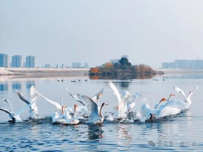 黄冈红安：金沙湖飞来小天鹅