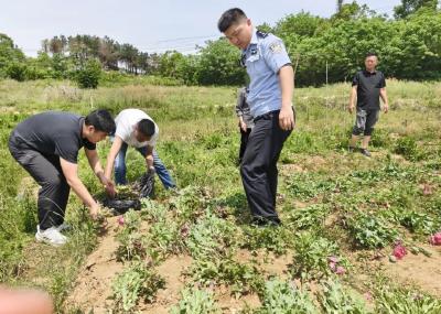 偏方”变“毒方”！红安公安查处一起非法种植罂粟案