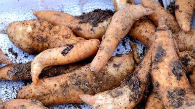 上龛乡：闲置房屋变“聚宝盆”  框栽天麻激活集体经济新引擎