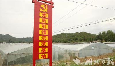 房县打造“党员引领示范基地”促农增收
