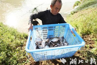 房县养殖名特优鱼带动农民增收