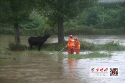 河水猛涨4头牛被困河中央 房县消防驾驶橡皮艇助力脱困