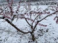 三月飛雪遇春花，房縣雪景美如畫......