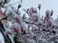 三月飛雪遇春花，房縣雪景美如畫......